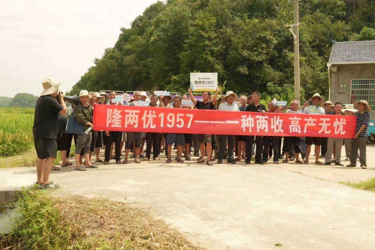 科技育良种隆两优1957再生稻头季亩产达1900斤