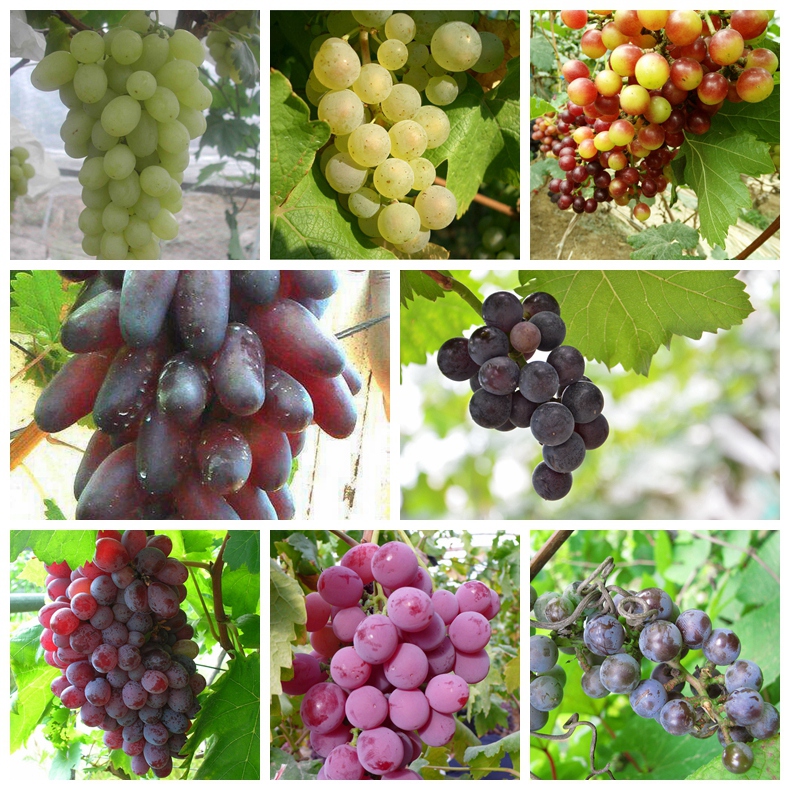 中邮保险携手助力梅州大埔蜜柚打开销路赋能乡村振兴