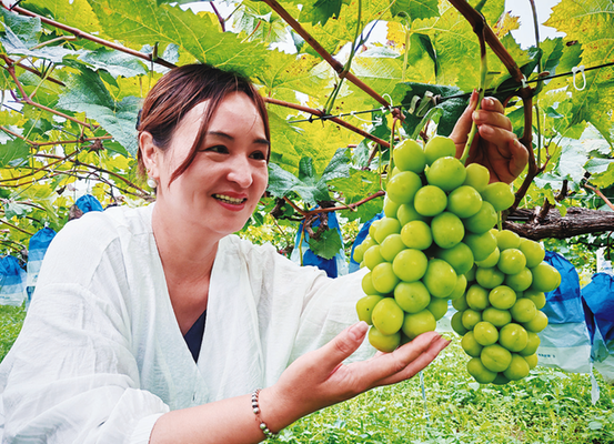 龙山玉珠葡萄 满口都是阳光的味道