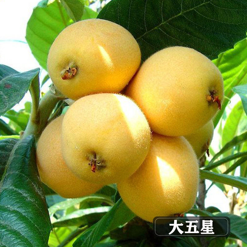 临泽:葡萄喜迎丰收 特色产业助力乡村振兴