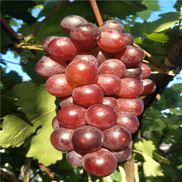 恭城柿子满枝头 甜蜜“柿”业喜丰收